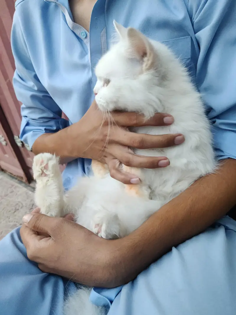 cat for sale — photo 2