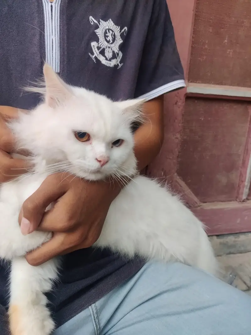 cat for sale — photo 3