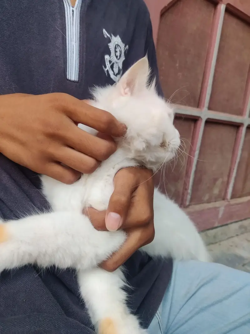 cat for sale — photo 4