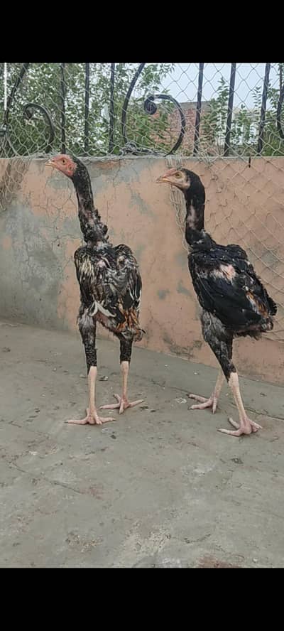 pure assel long hight murga