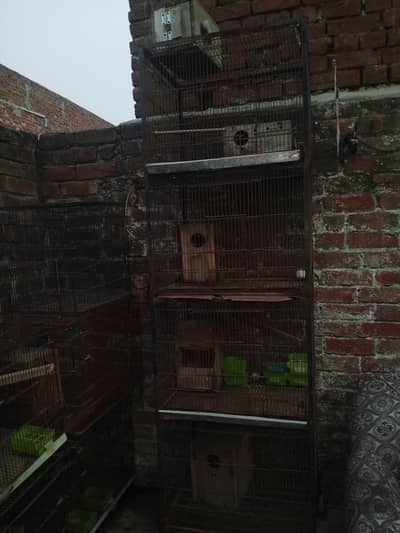 Birds Cage