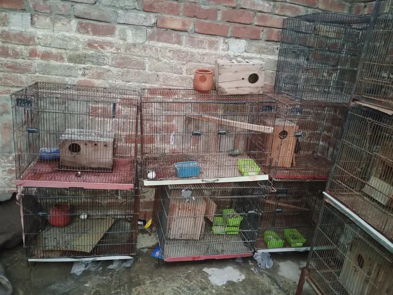 Birds Cage — photo 2