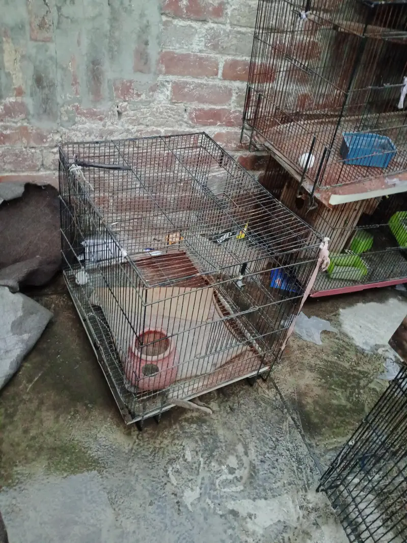 Birds Cage — photo 3