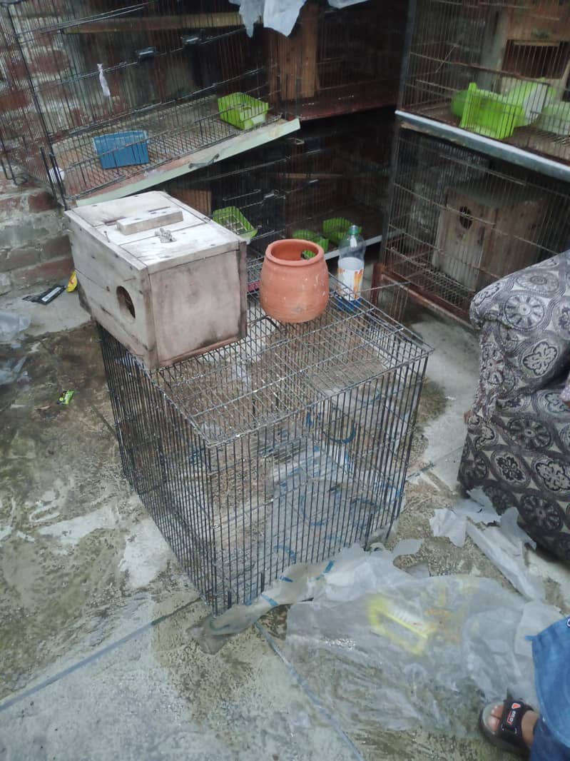 Birds Cage 3