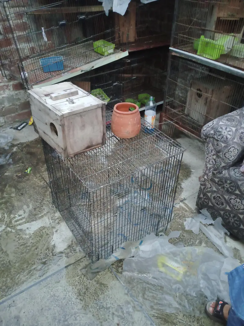 Birds Cage — photo 4