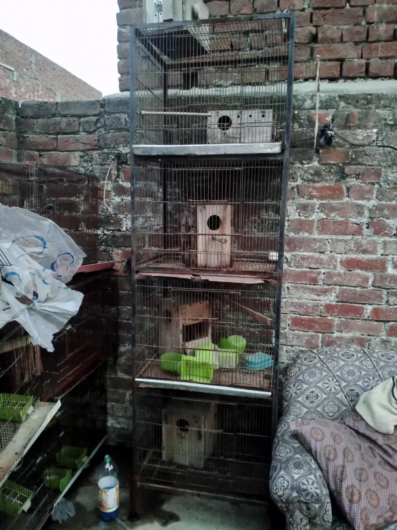 Birds Cage — photo 5
