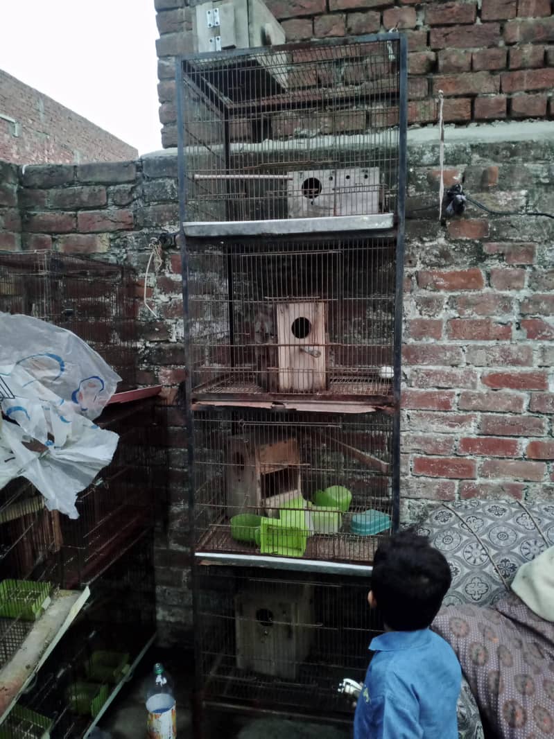 Birds Cage 5