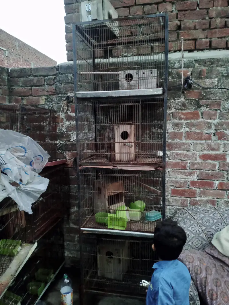 Birds Cage — photo 6