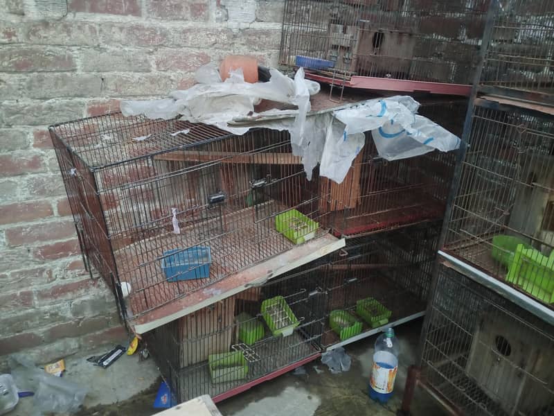 Birds Cage 6