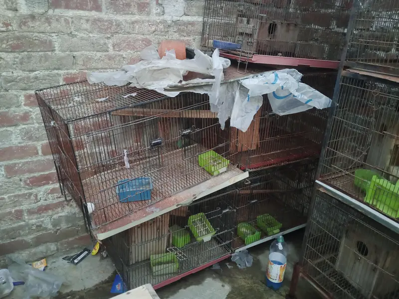 Birds Cage — photo 7