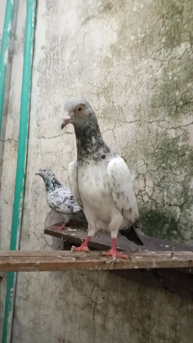 every type pigeons available