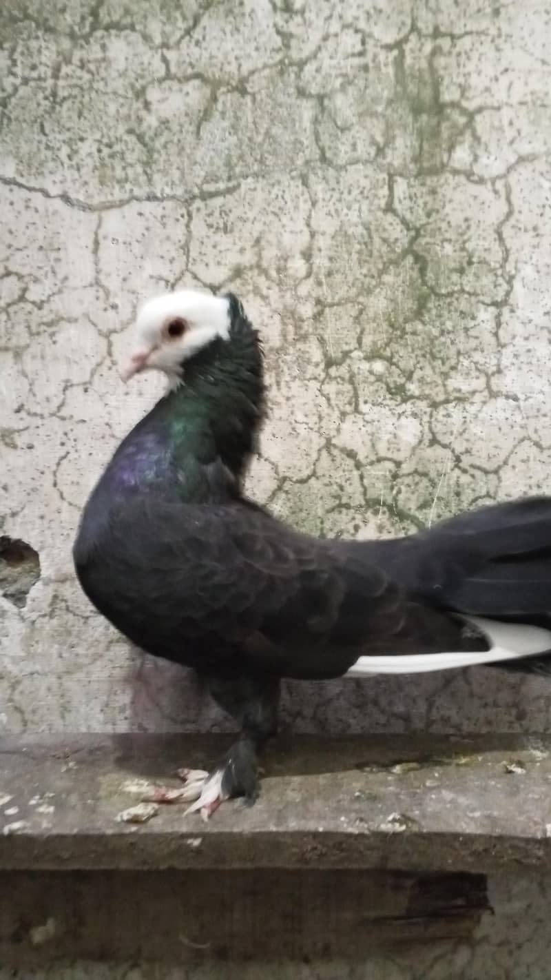 every type pigeons available 1