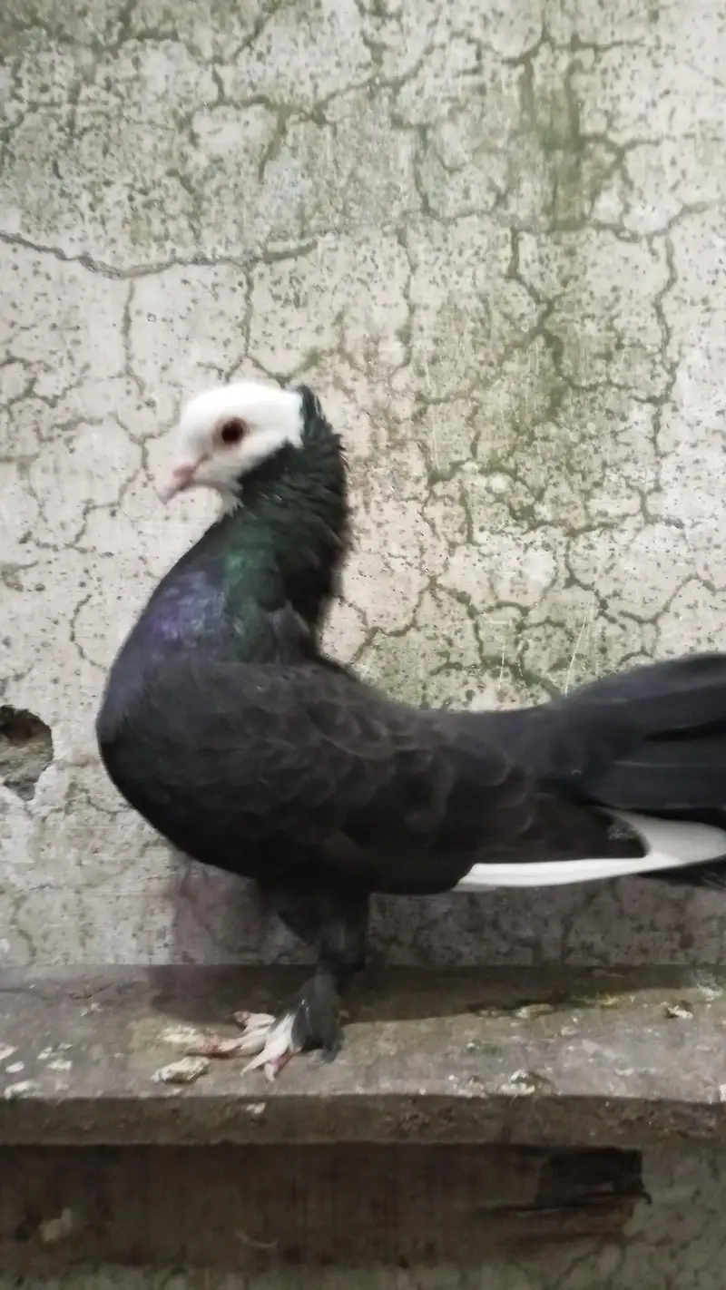 every type pigeons available — photo 2