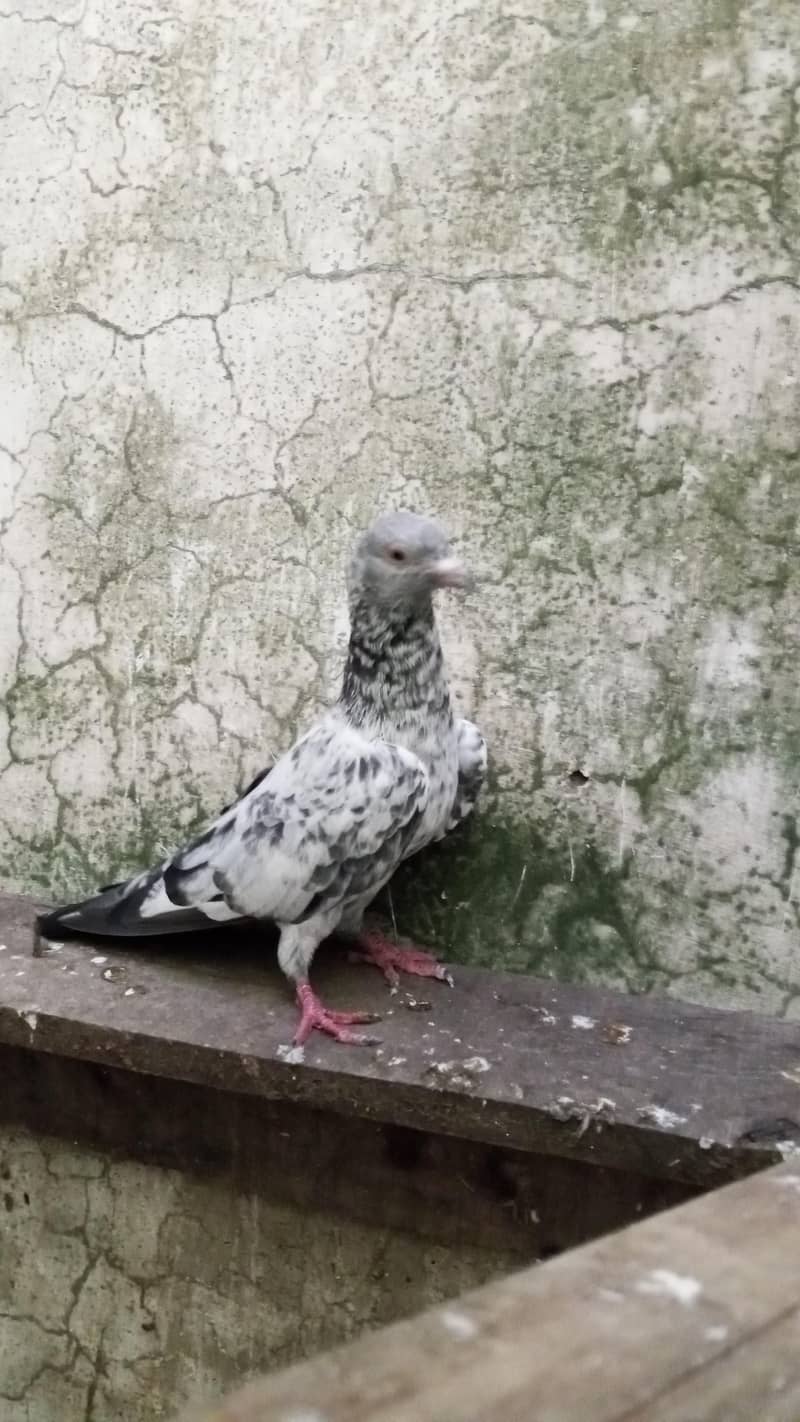 every type pigeons available 2