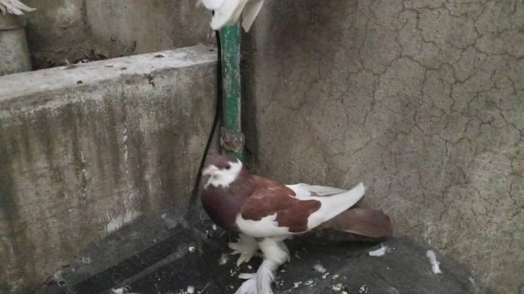 every type pigeons available 3