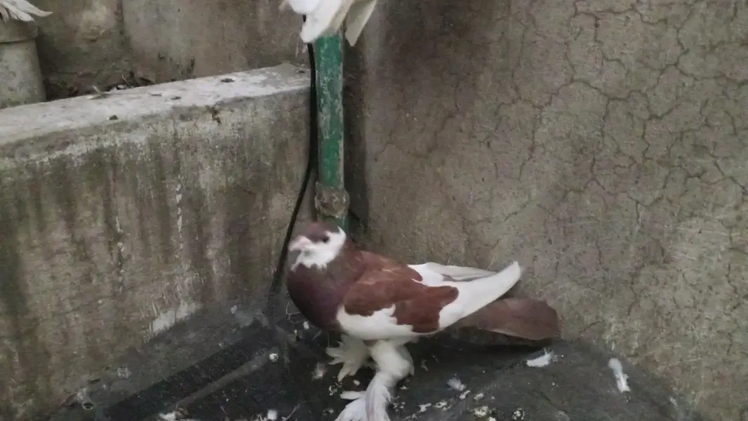 every type pigeons available — photo 4