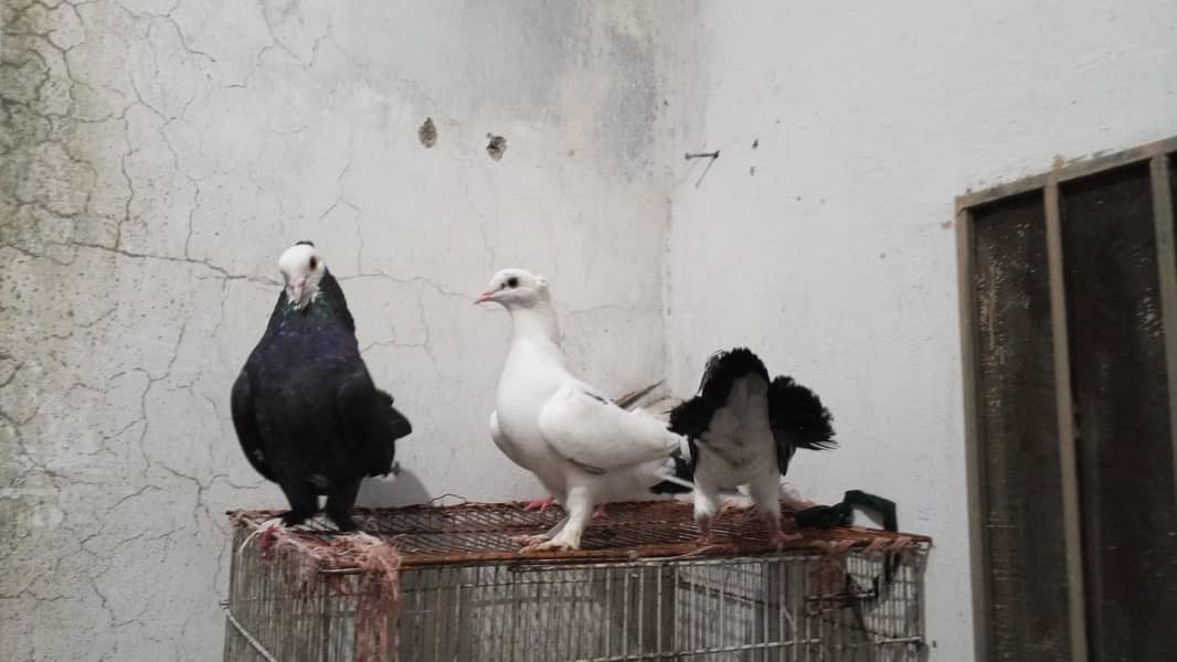 every type pigeons available 4