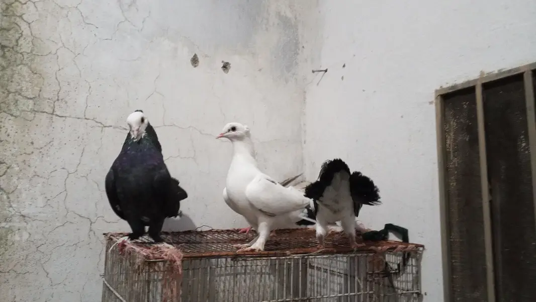 every type pigeons available — photo 5