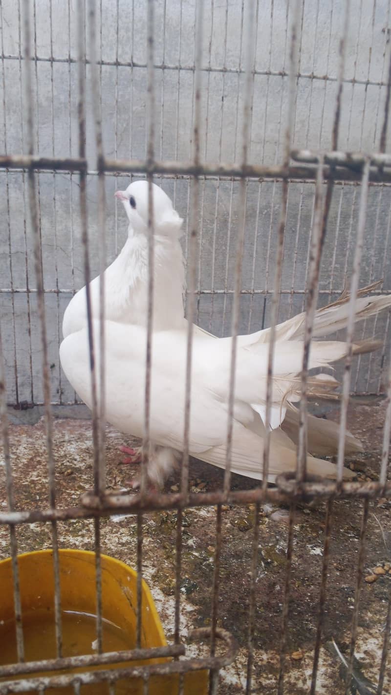 every type pigeons available 5