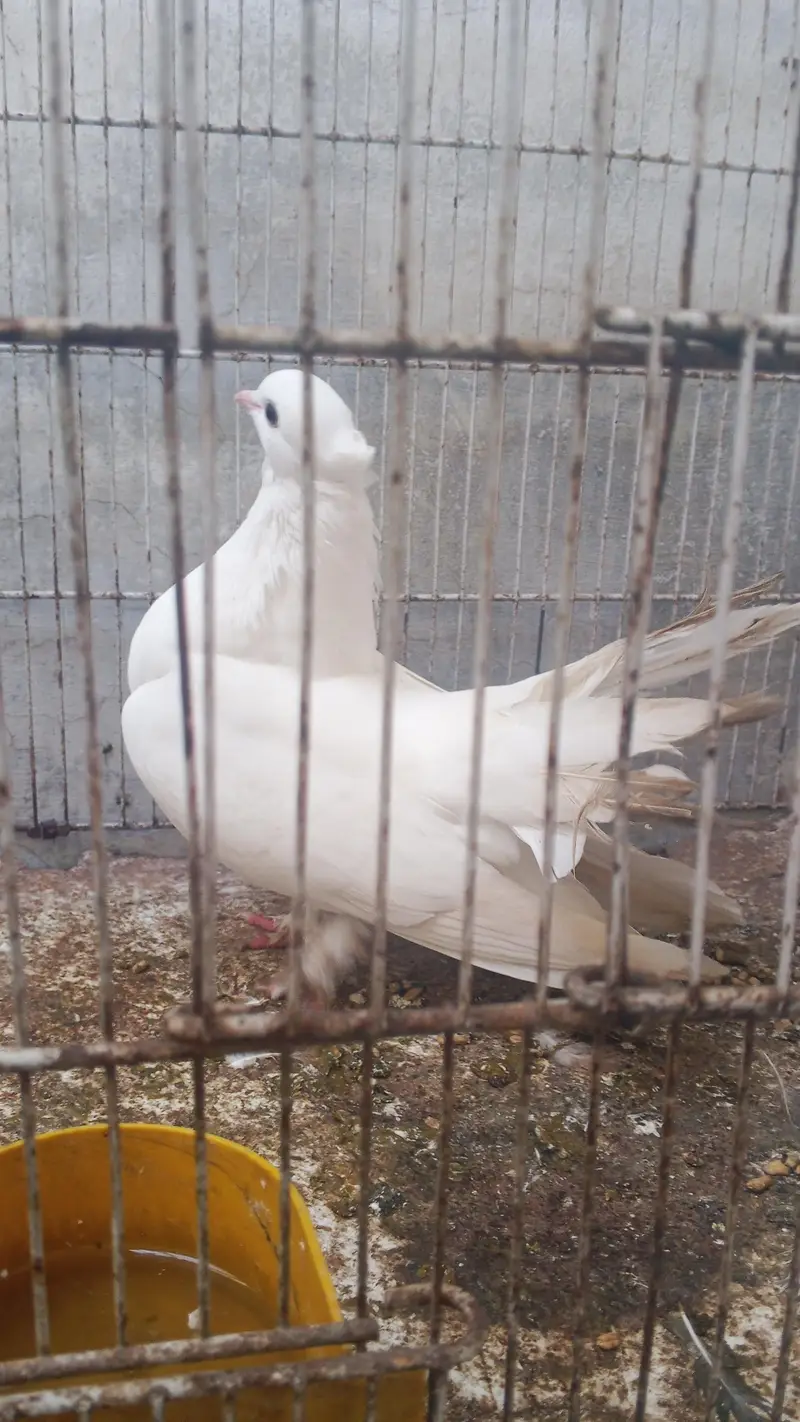 every type pigeons available — photo 6
