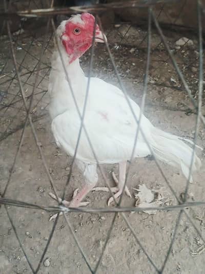 White Aseel patha for Sale one aye damaged