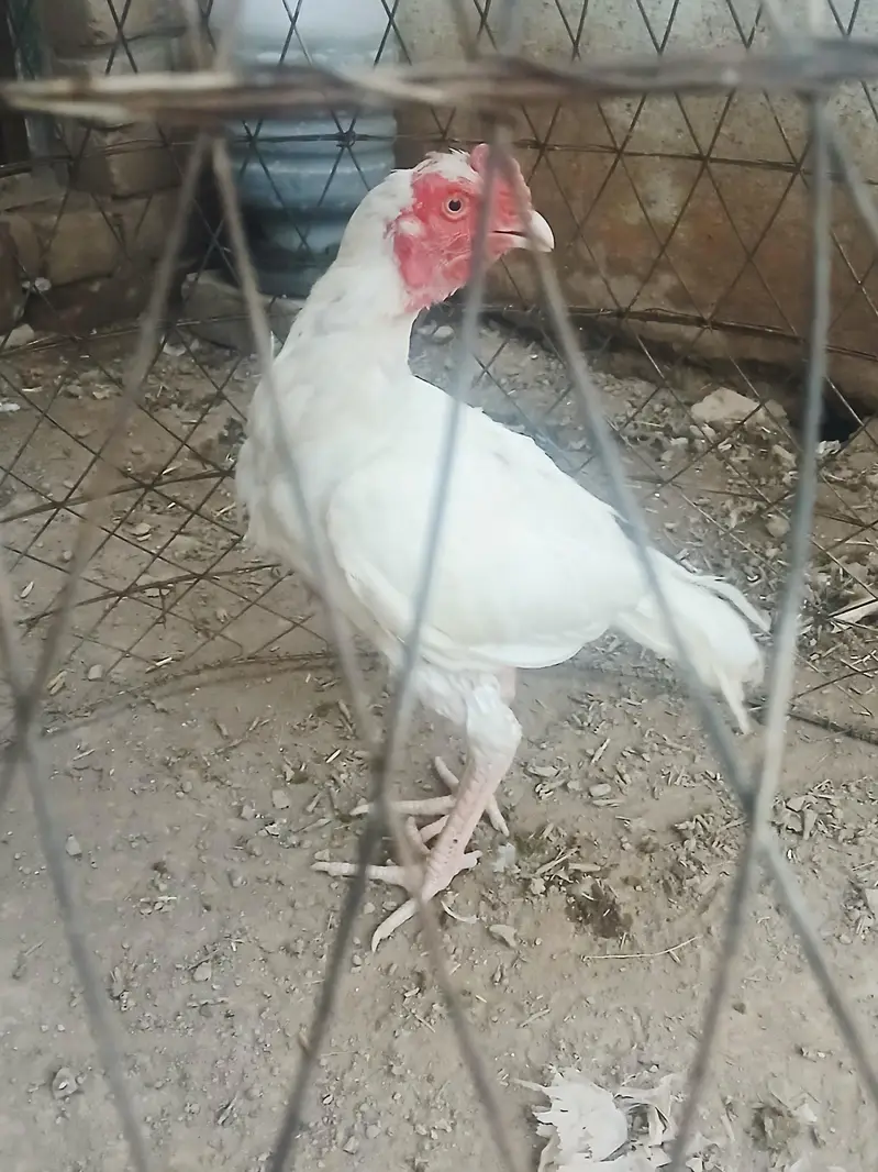 White Aseel patha for Sale one aye damaged — photo 2
