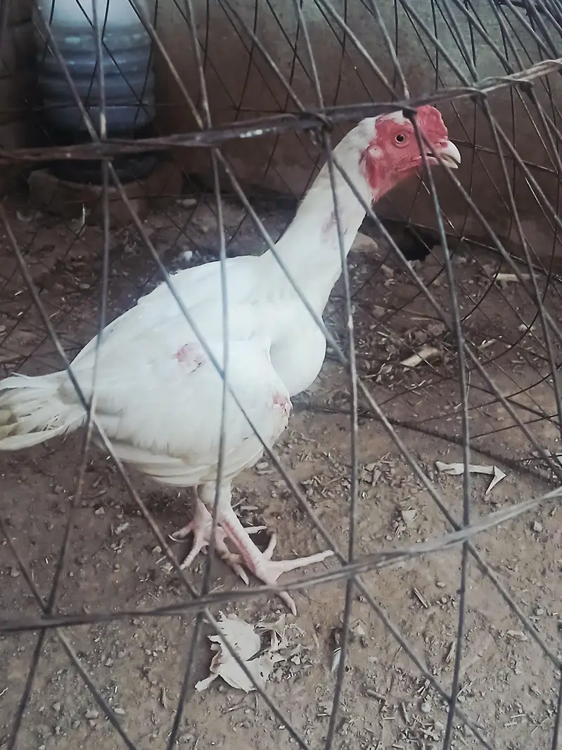 White Aseel patha for Sale one aye damaged — photo 3