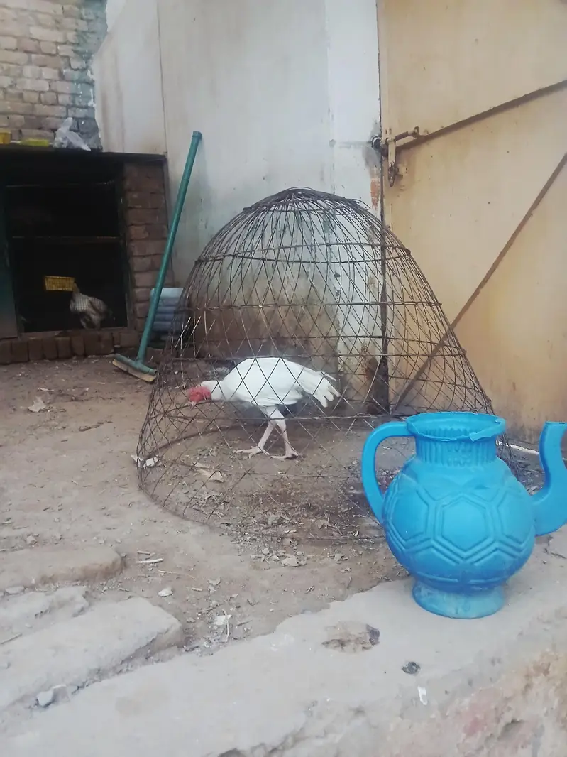 White Aseel patha for Sale one aye damaged — photo 4