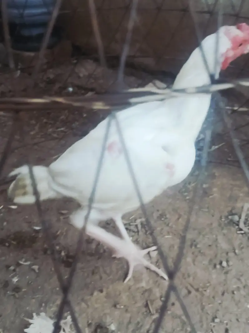 White Aseel patha for Sale one aye damaged — photo 5