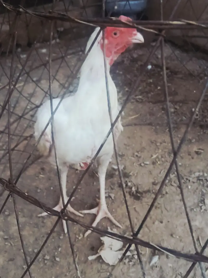 White Aseel patha for Sale one aye damaged — photo 6