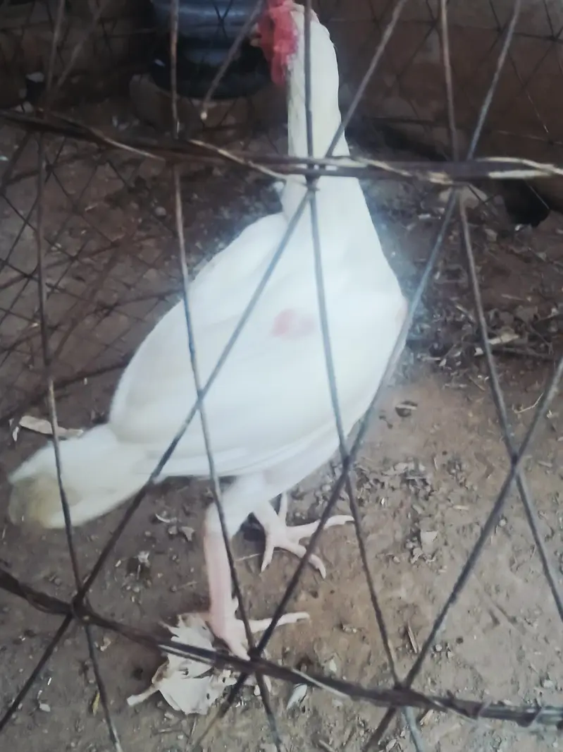 White Aseel patha for Sale one aye damaged — photo 7