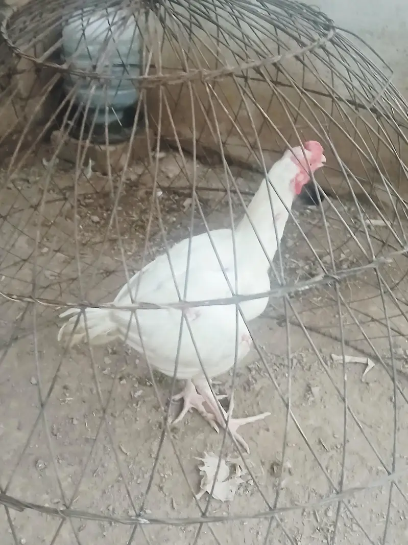 White Aseel patha for Sale one aye damaged — photo 8