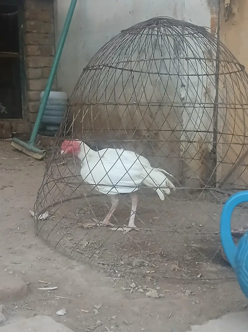 White Aseel patha for Sale one aye damaged — photo 9