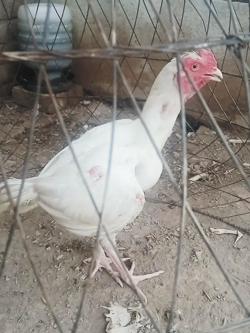 White Aseel patha for Sale one aye damaged — photo 10