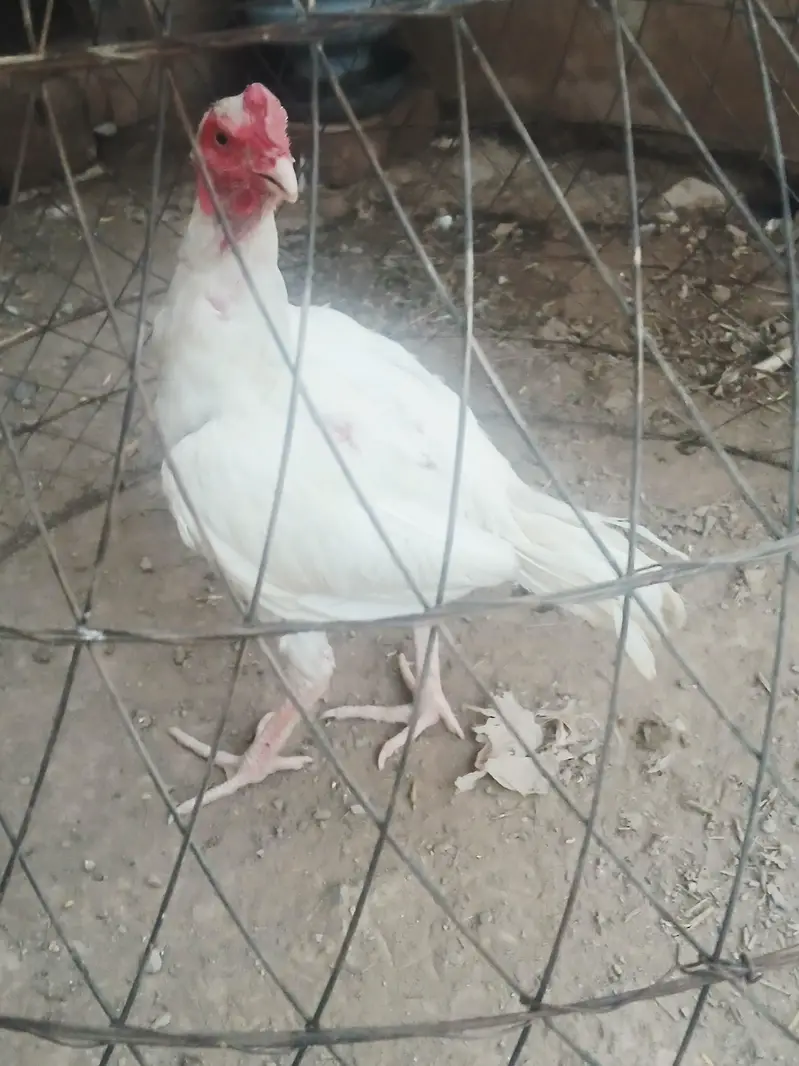 White Aseel patha for Sale one aye damaged — photo 11