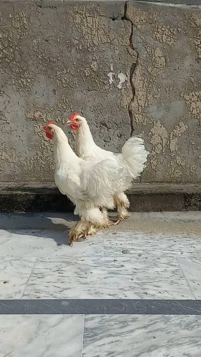 White Heavy Buff Males 03204143422