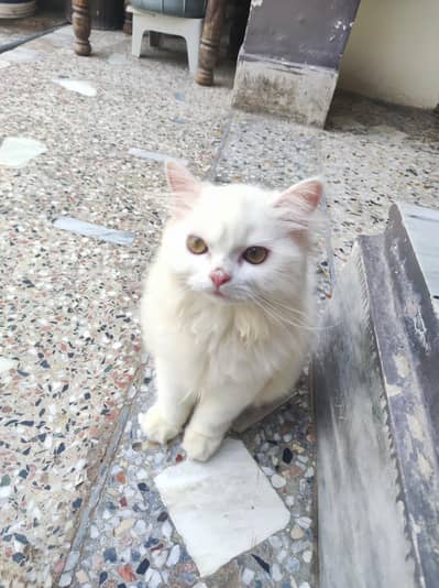 persian kitten /cute kitten | triple coated/ punch face_cute cat