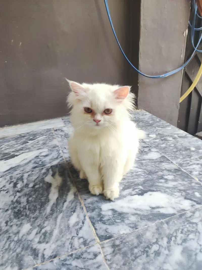 persian kitten /cute kitten | triple coated/ punch face_cute cat — photo 2