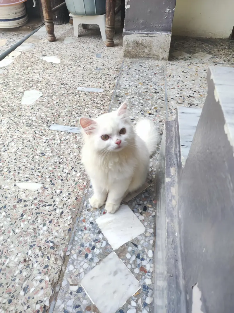 persian kitten /cute kitten | triple coated/ punch face_cute cat — photo 3