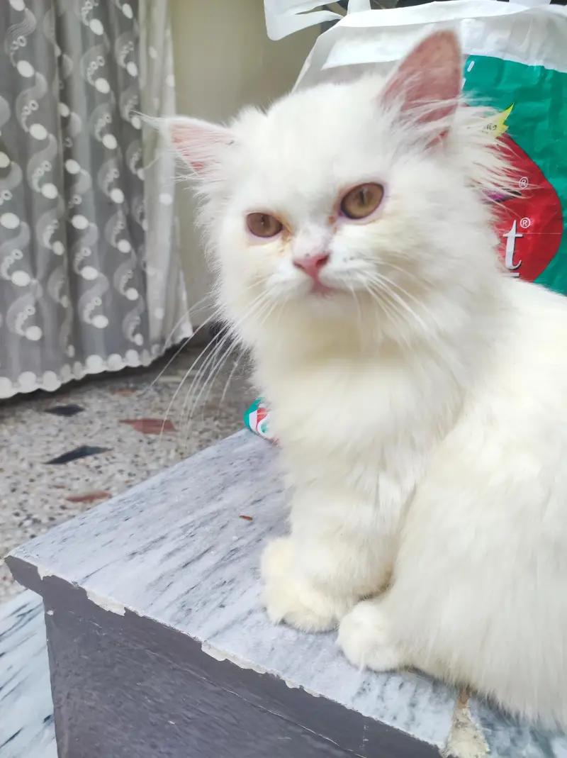 persian kitten /cute kitten | triple coated/ punch face_cute cat — photo 4