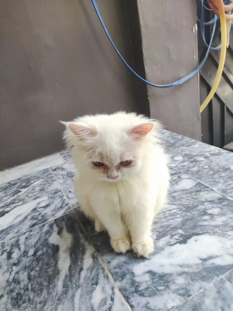 persian kitten /cute kitten | triple coated/ punch face_cute cat — photo 5