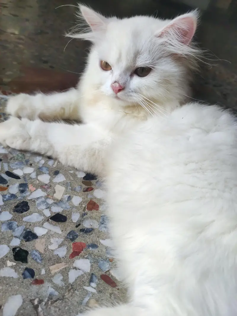 persian kitten /cute kitten | triple coated/ punch face_cute cat — photo 6