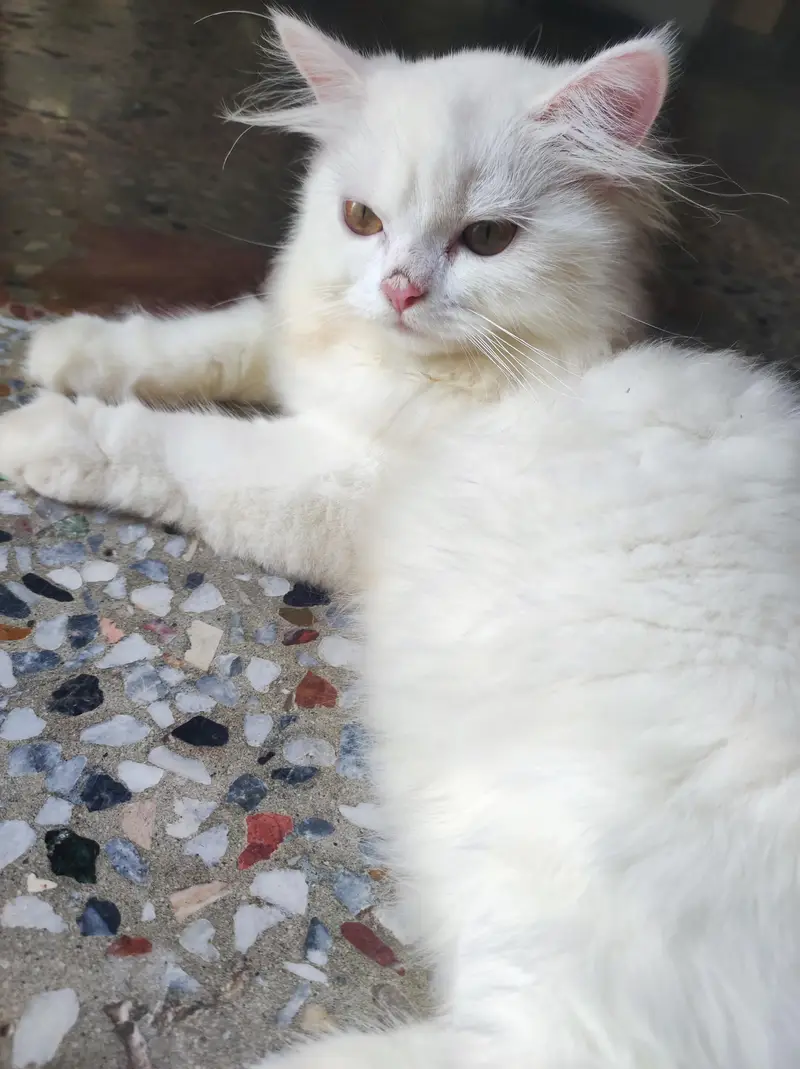 persian kitten /cute kitten | triple coated/ punch face_cute cat — photo 7