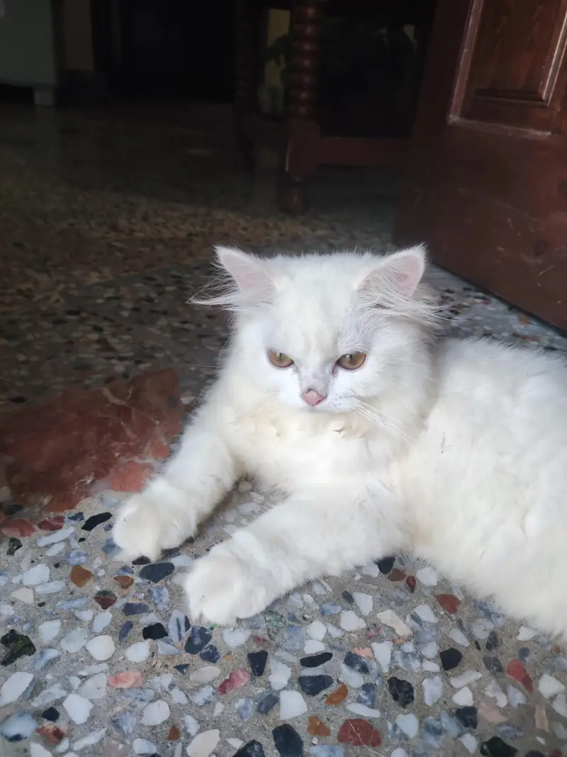 persian kitten /cute kitten | triple coated/ punch face_cute cat — photo 8