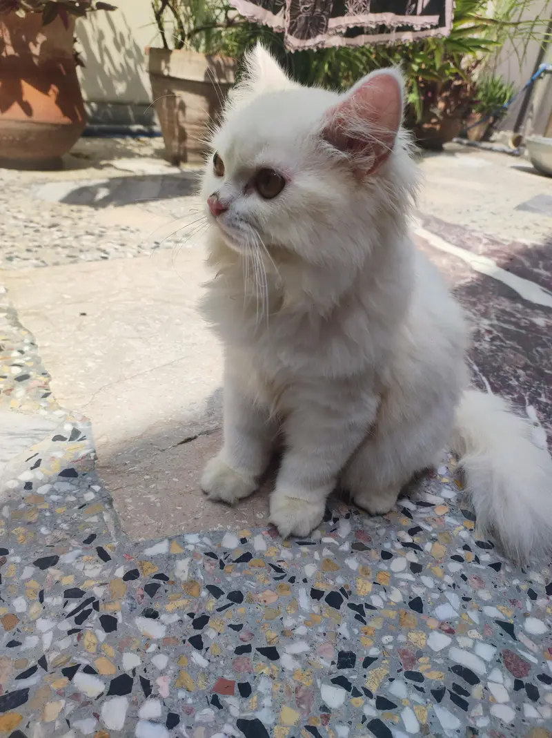 persian kitten /cute kitten | triple coated/ punch face_cute cat — photo 9