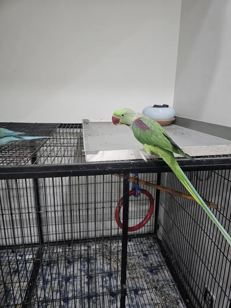 Raw male — photo 2