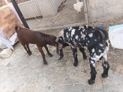 desi bakry urgent urgent sale