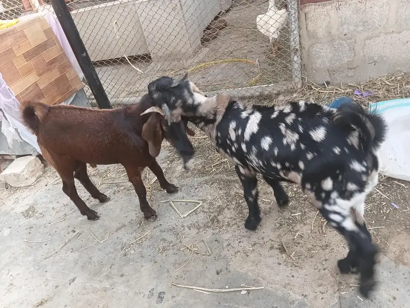 desi bakry urgent urgent sale — photo 2