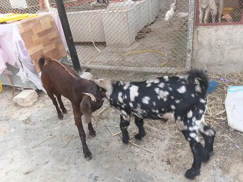 desi bakry urgent urgent sale — photo 3