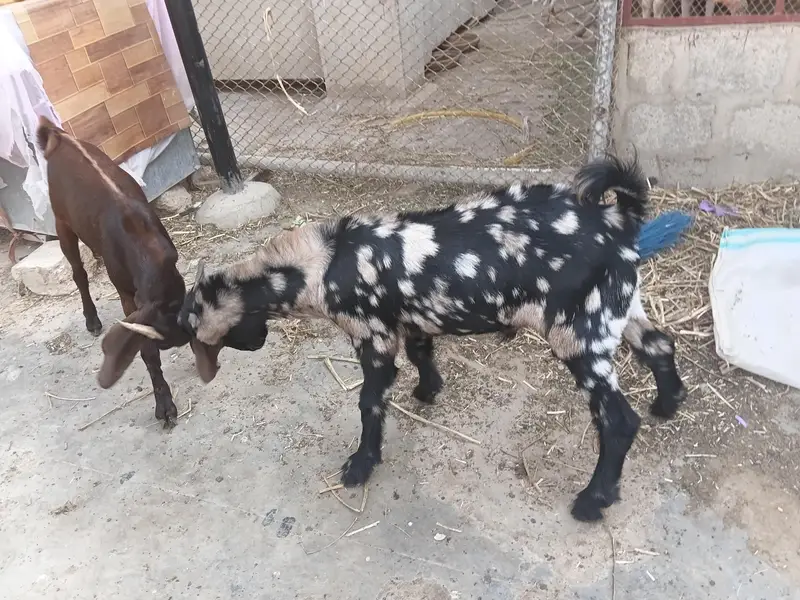 desi bakry urgent urgent sale — photo 4